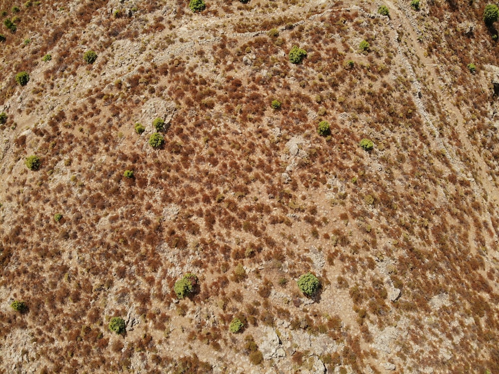 a close-up of a dirt field