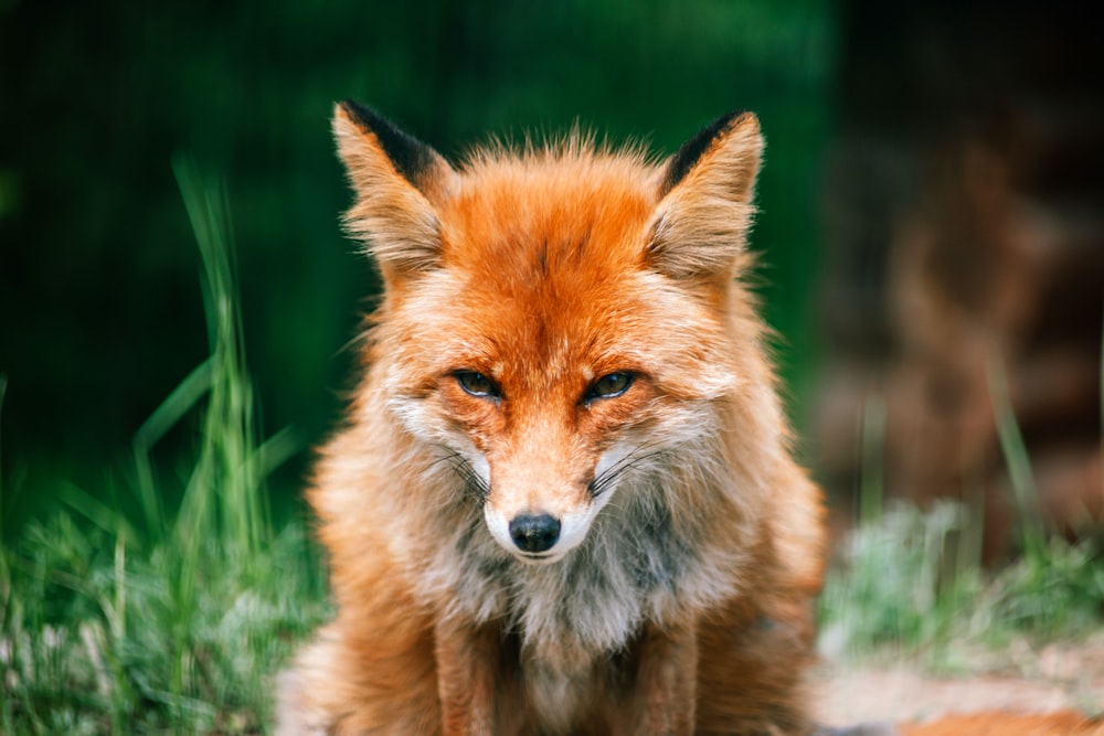 a fox standing in grass