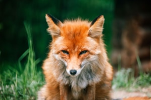 A red fox is sitting with a slightly tilted head, displaying a focused and intense gaze. The fox's fur is a vibrant mix of reddish-orange, light grey, and white. Its pointed ears and sharp muzzle are prominent features. The background is blurred, consisting of greenery, suggesting an outdoor setting.