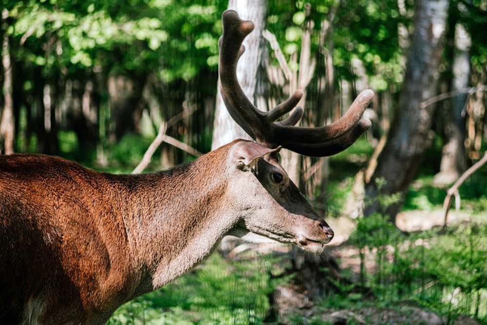 a deer with antlers in a forest