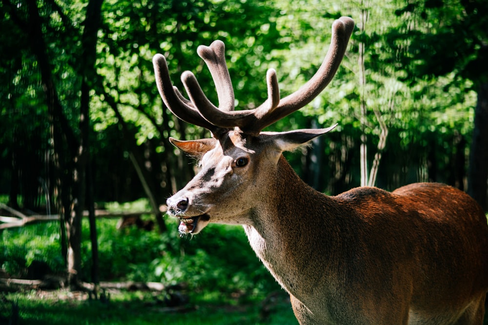 a couple of deer in a forest