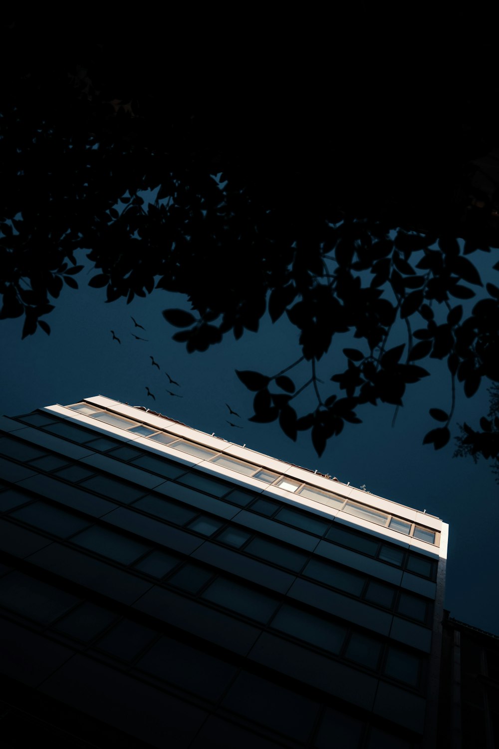 a tree with leaves in front of a building at night