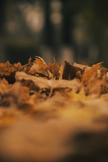 a close up of some leaves