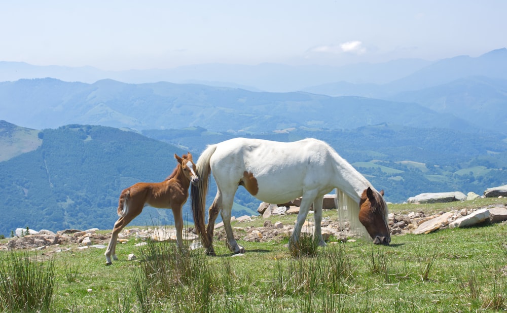 um par de cavalos estão perto um do outro