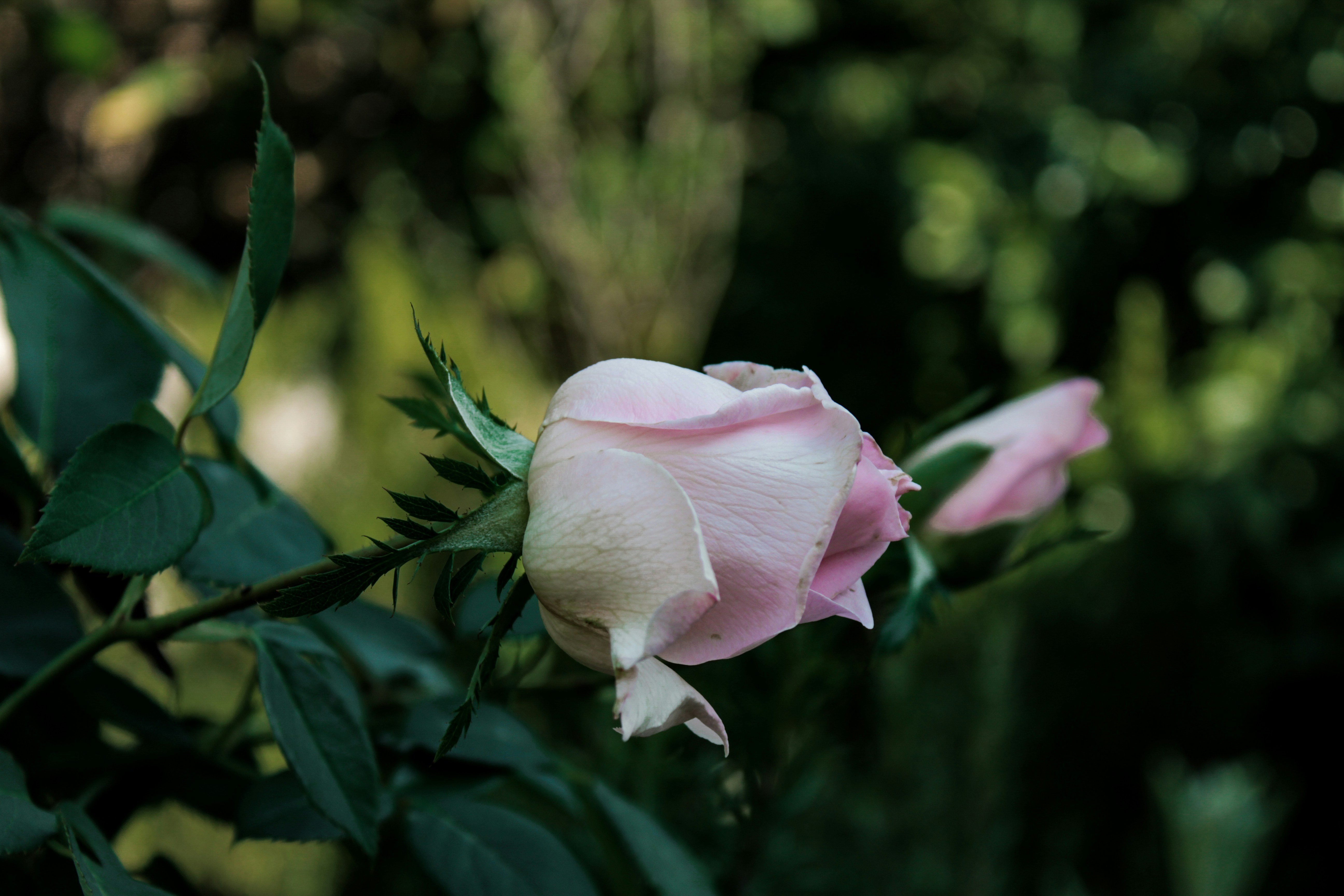 Photo by lensensational