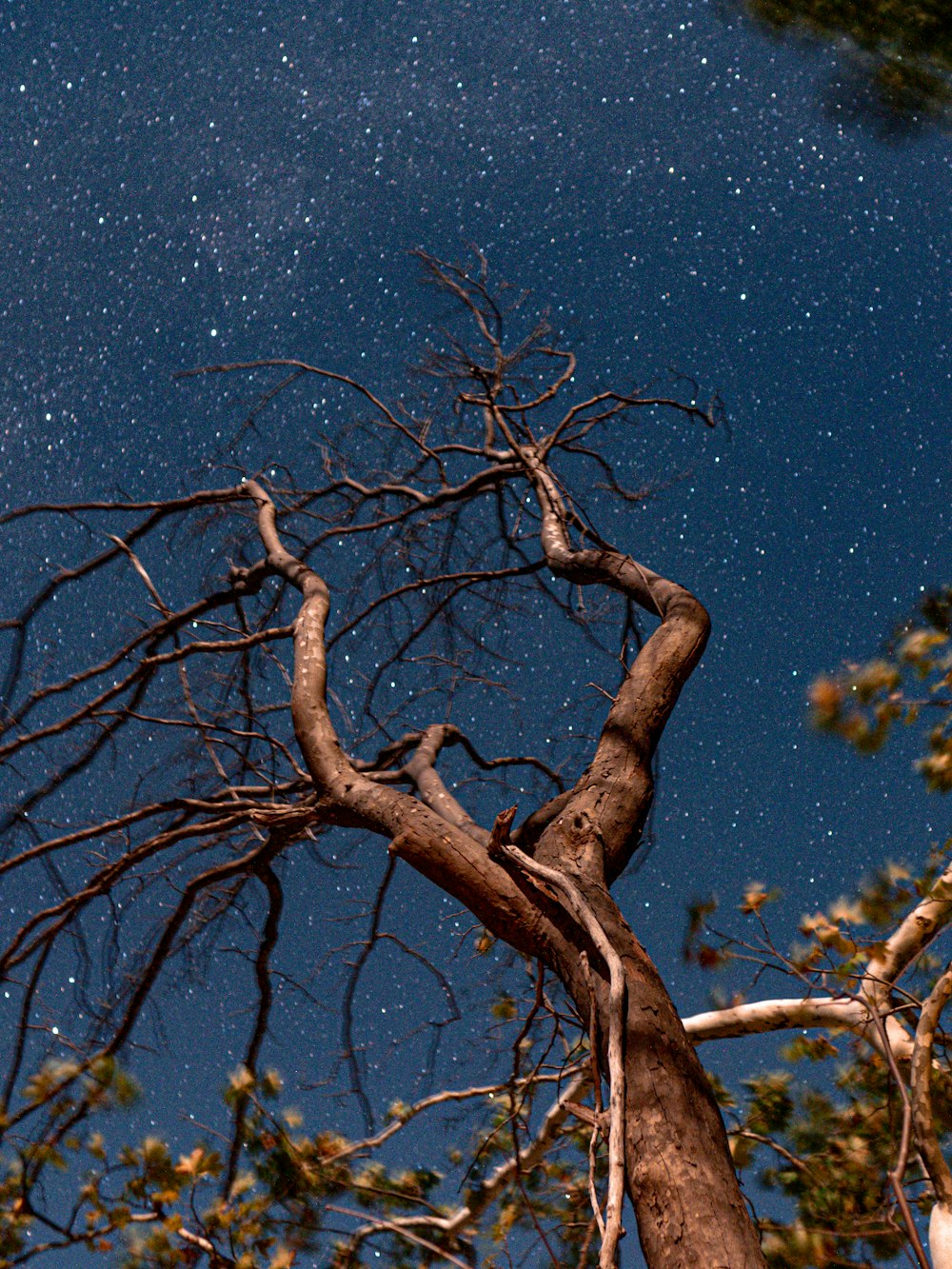 a tree with no leaves