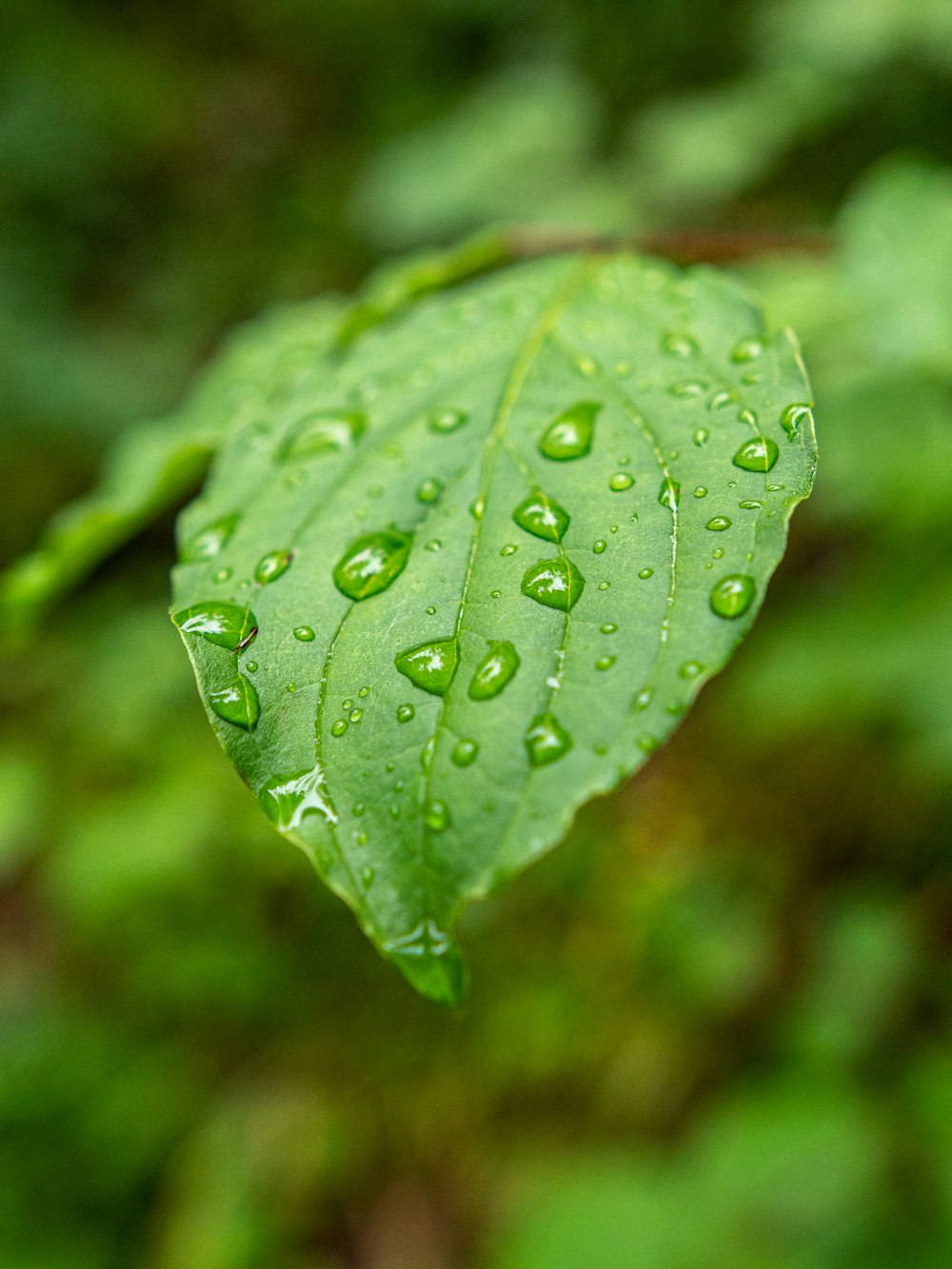 a close up of a leaf