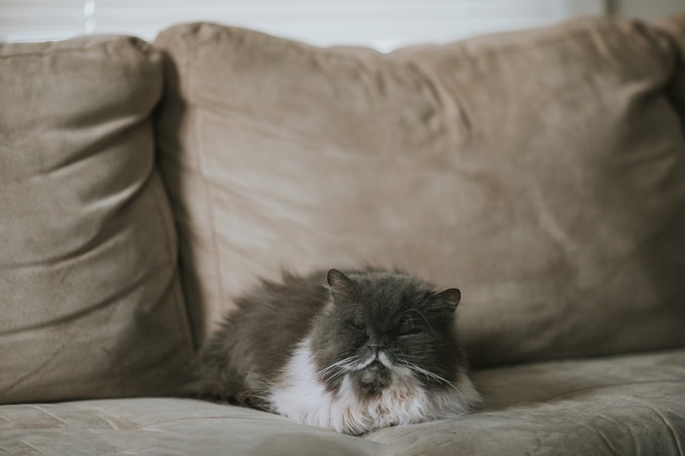 Un gato durmiendo en un sofá