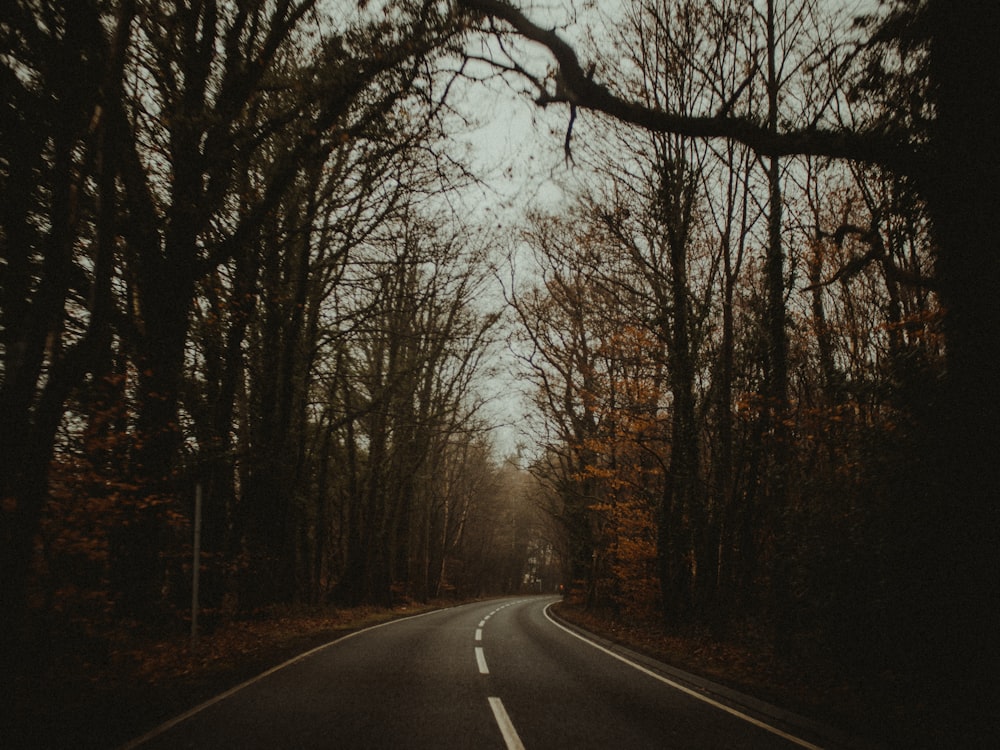 a road with trees on the side