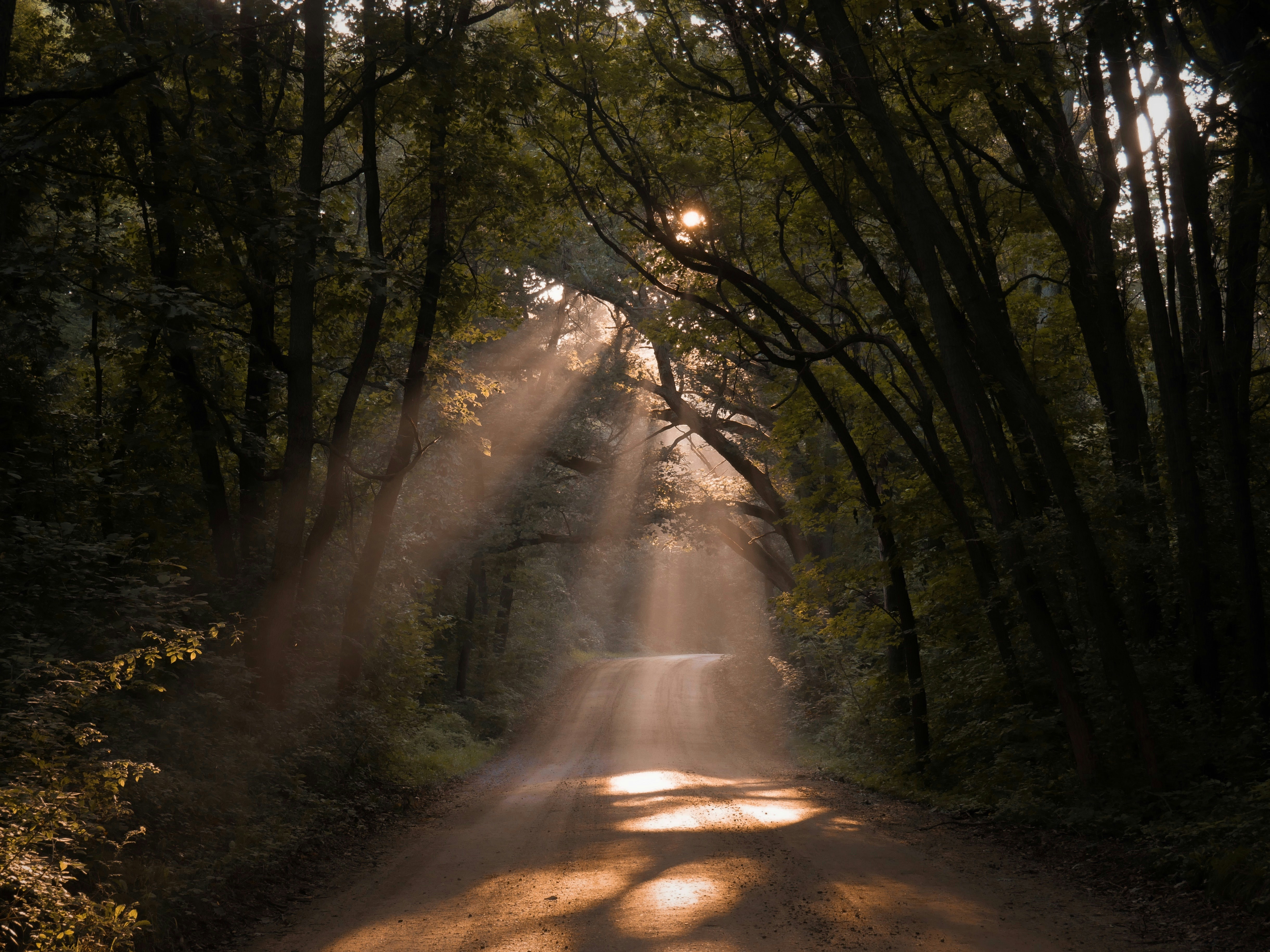 a dirt road in a forest