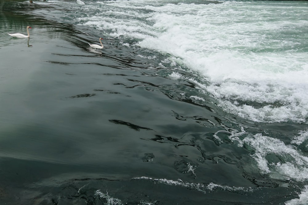 a group of birds swimming in the water