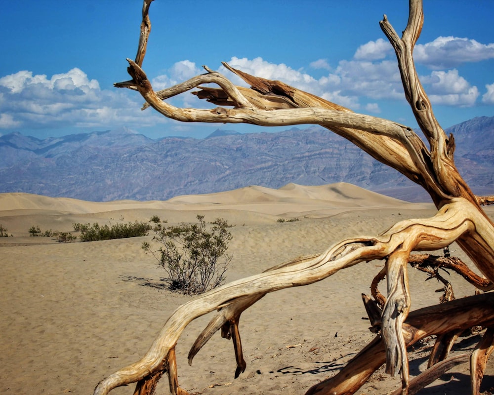 a tree with no leaves