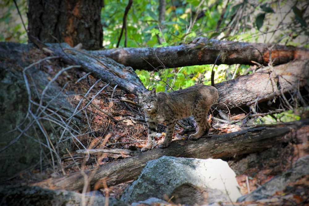 a leopard on a log