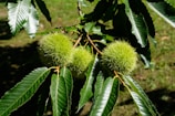 Close-up of ripe chestnuts hanging on a tree branch in a sunlit orchard.