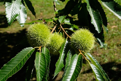 Close-up of ripe chestnuts hanging on a tree branch in a sunlit orchard.