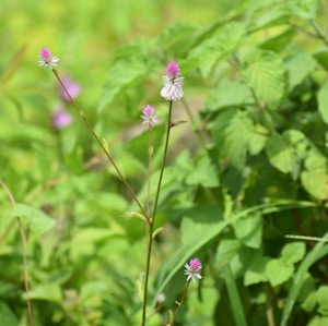 Pink and white wildflowers with long stems surrounded by lush green leaves in a natural setting.