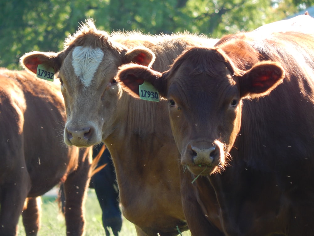 a group of cows stand in a field