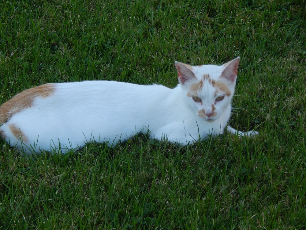 a cat lying in the grass