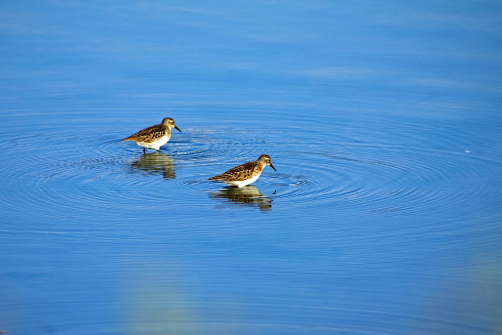 birds are swimming in the water