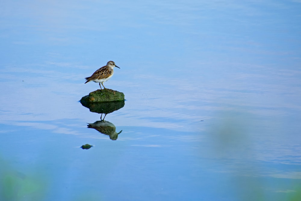 a bird on a small island