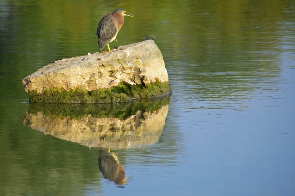 Ein Vogel auf einem Felsen im Wasser