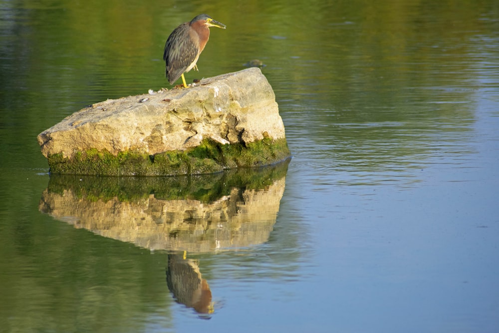 Un oiseau sur un rocher dans l’eau