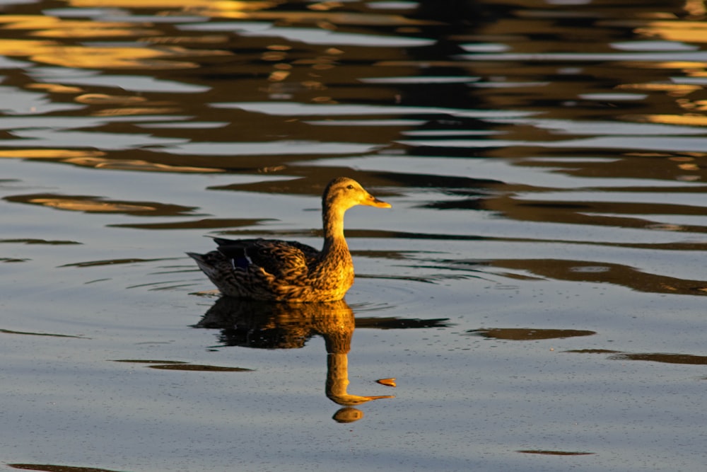 a duck swimming in water