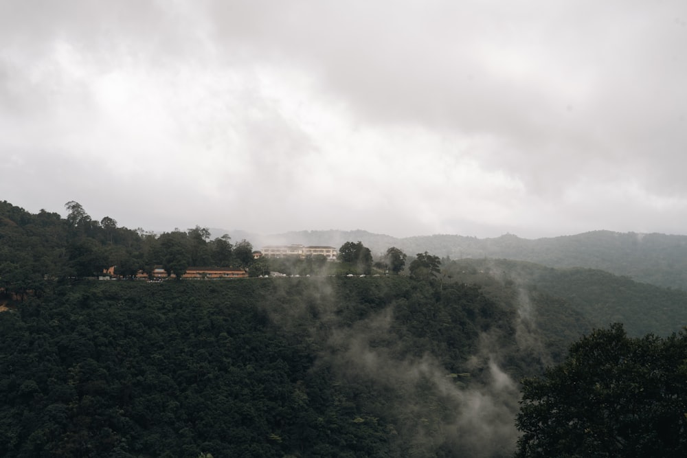 a landscape with trees and bushes