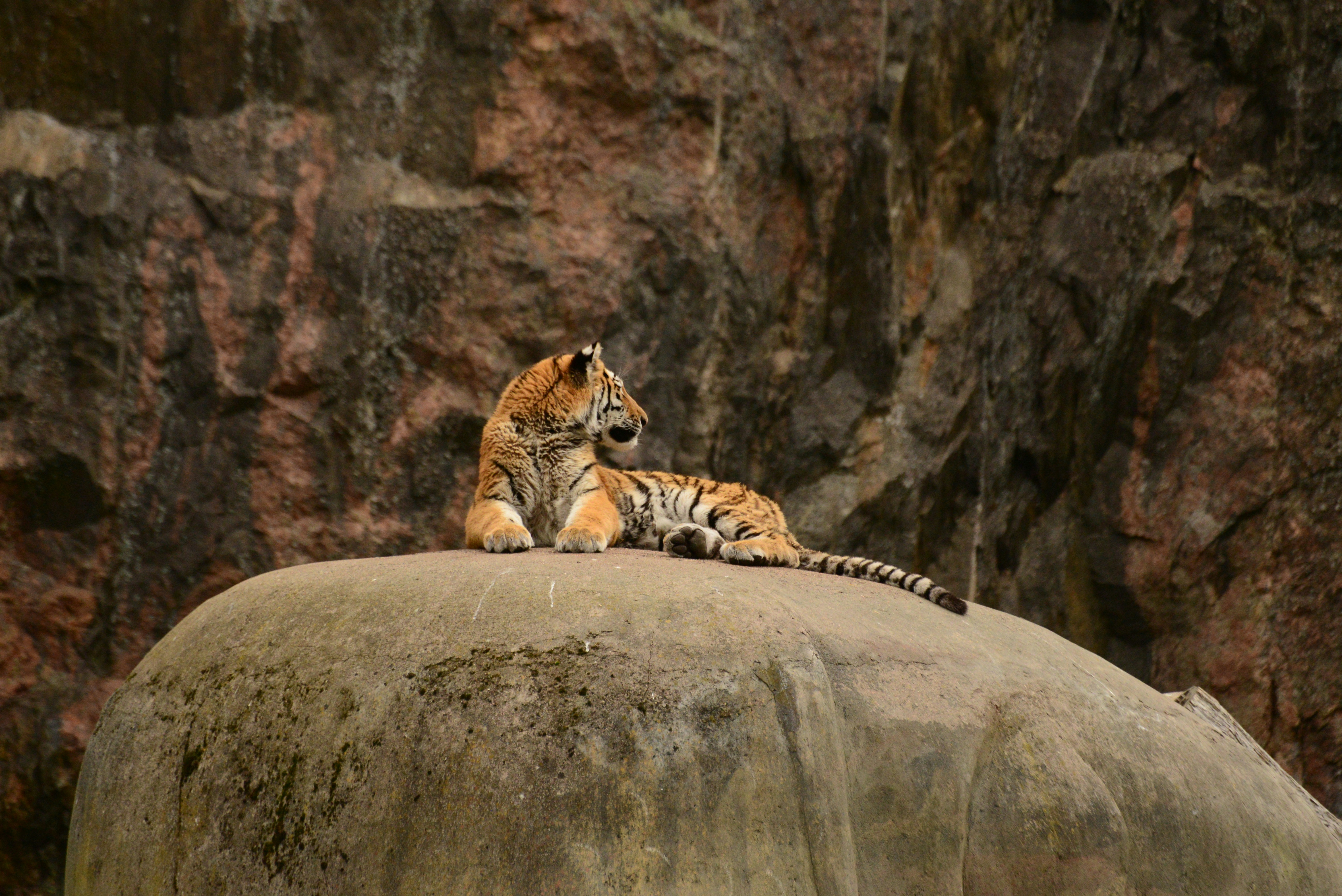 a tiger lying on a rock