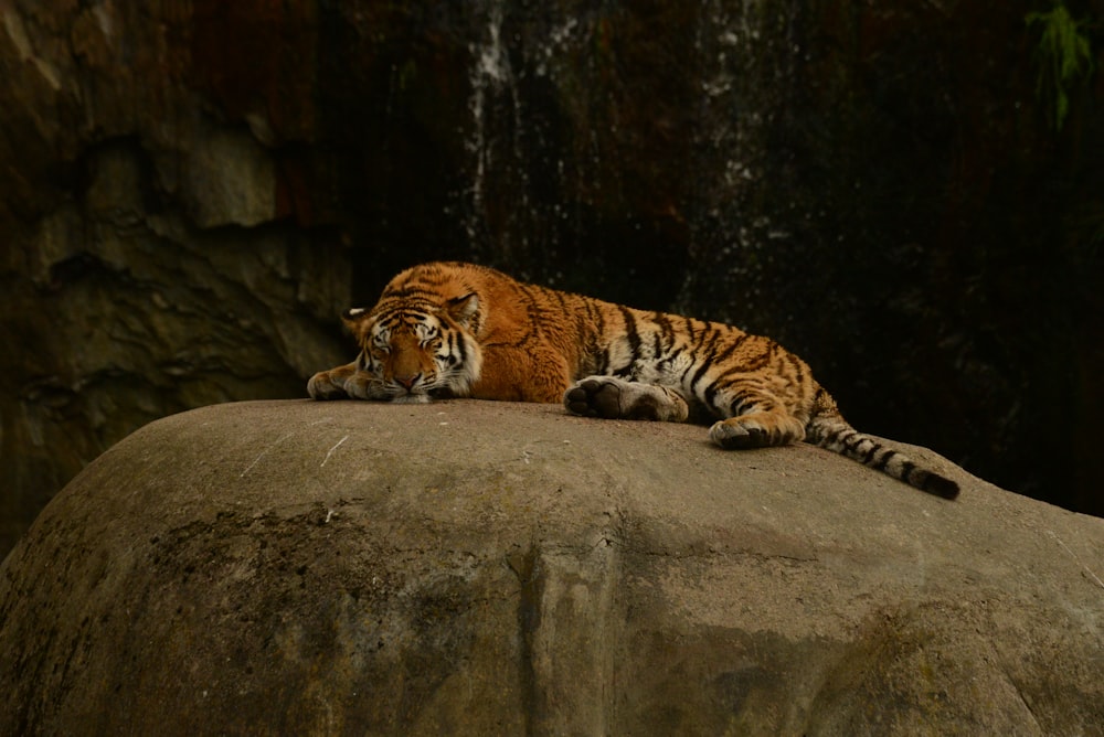 a couple of tigers lying on a rock