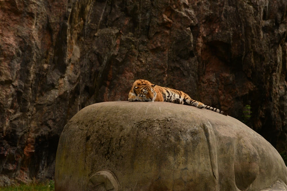 Un león acostado en una roca