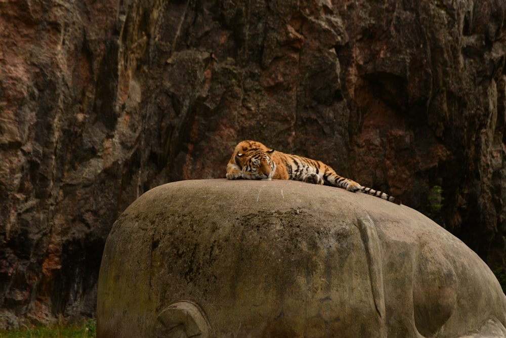 a lion lying on a rock