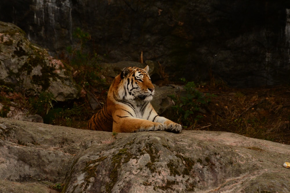 a tiger lying on a rock