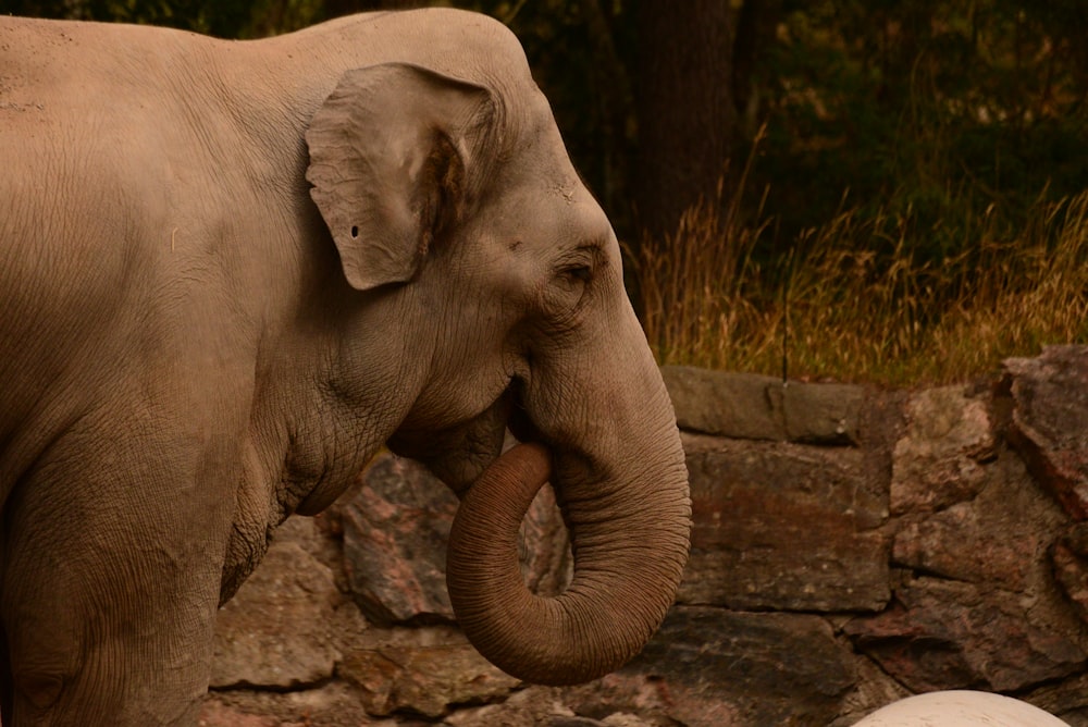 an elephant standing next to a rock