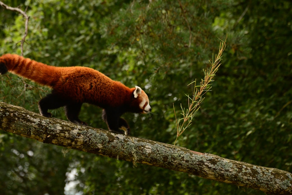 Un panda rojo en la rama de un árbol