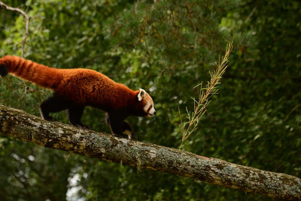 a red panda on a tree branch