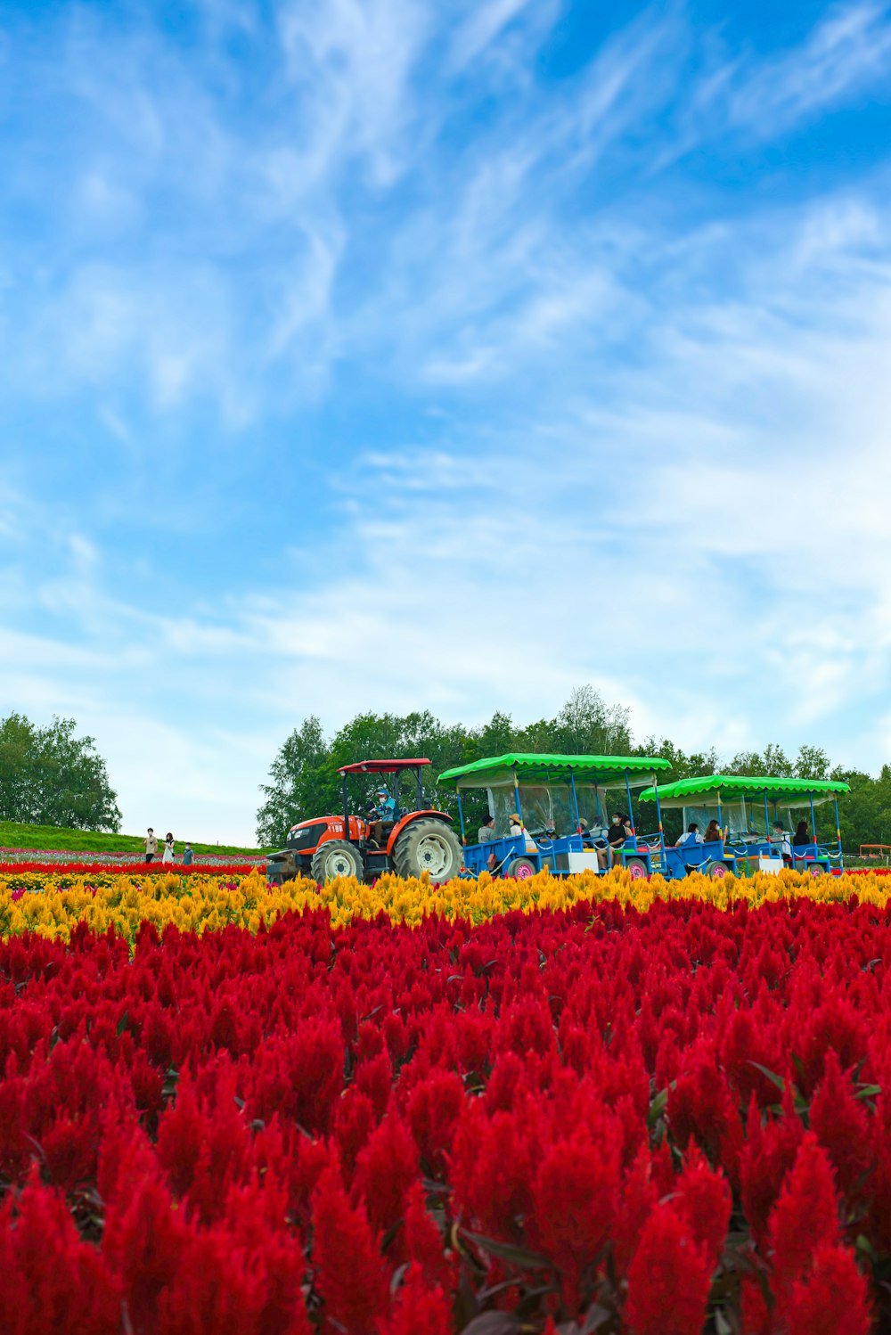 a tractor in a field of flowers