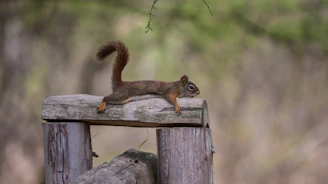 a squirrel on a wood post