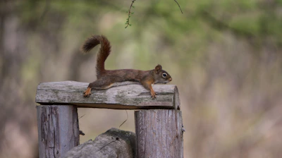 a squirrel on a wood post