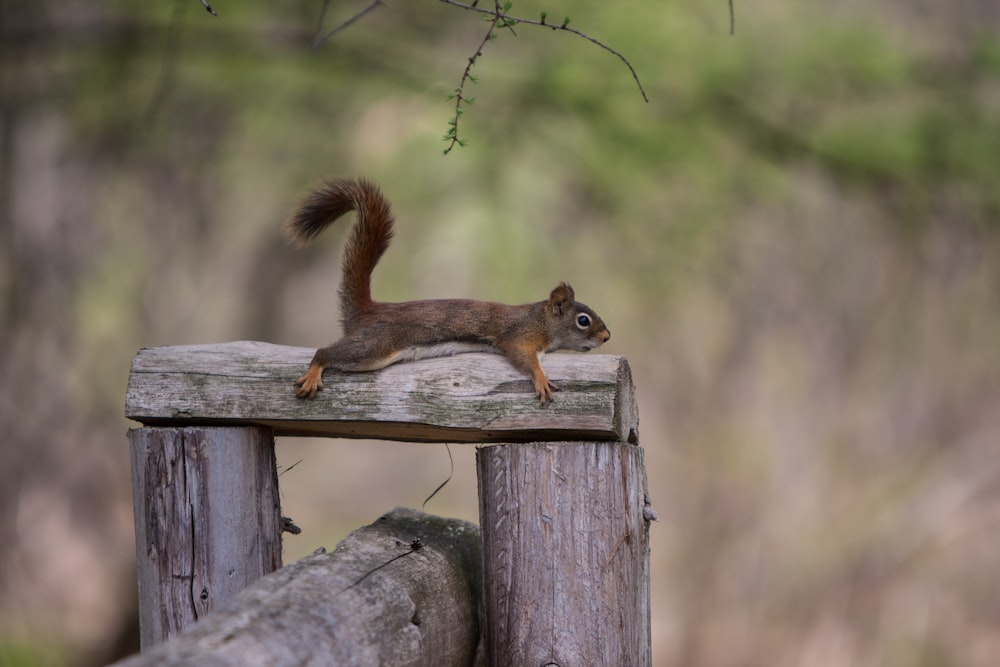 a squirrel on a wood post