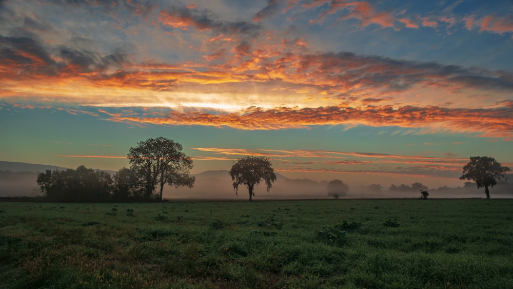 a field with trees and a sunset