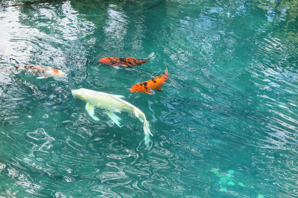 a group of fish swimming in water