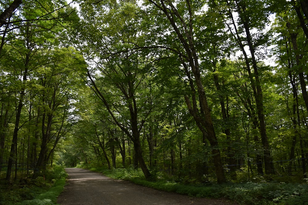 a dirt road through a forest