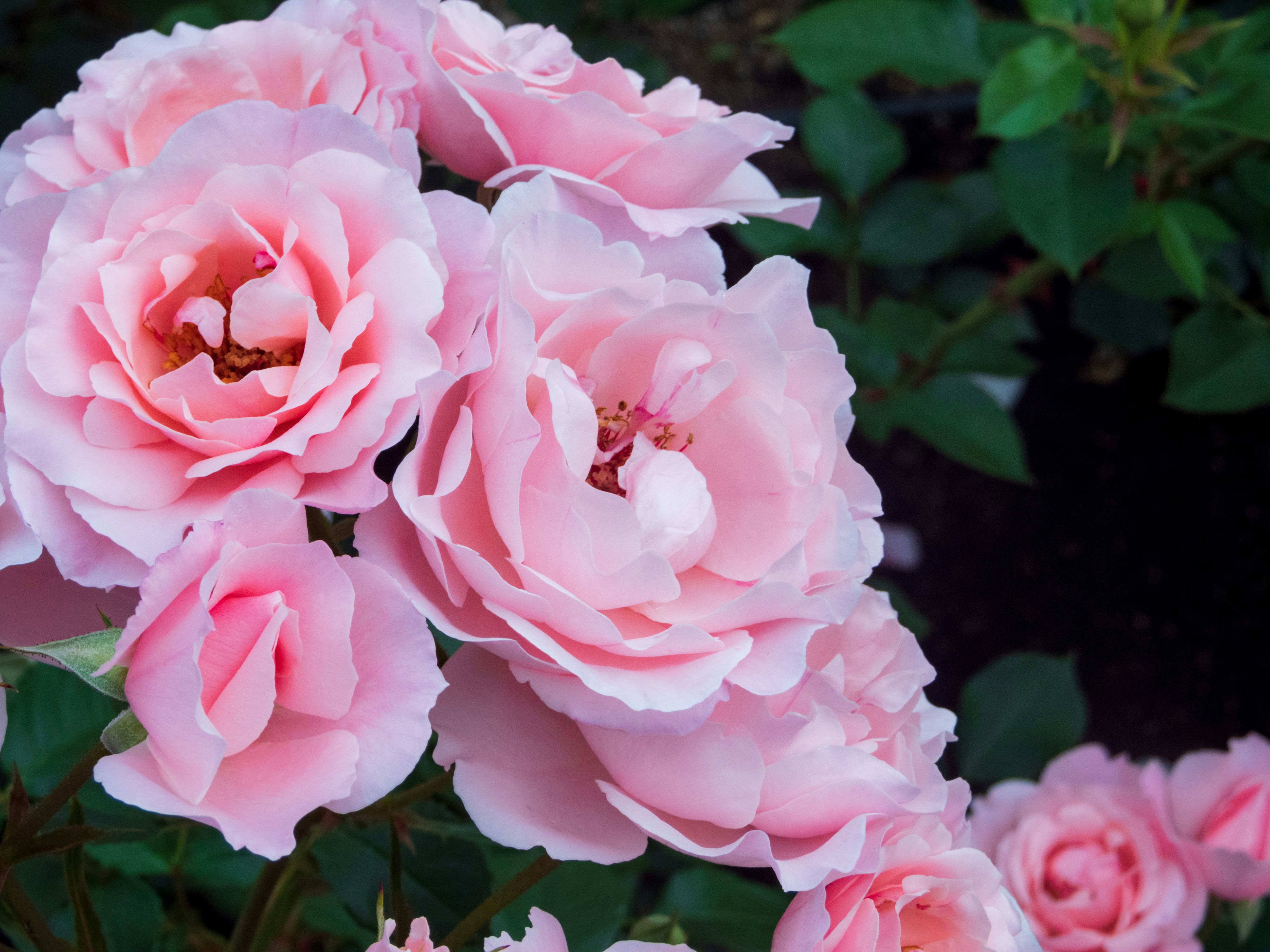 Photo by heppoko_yama