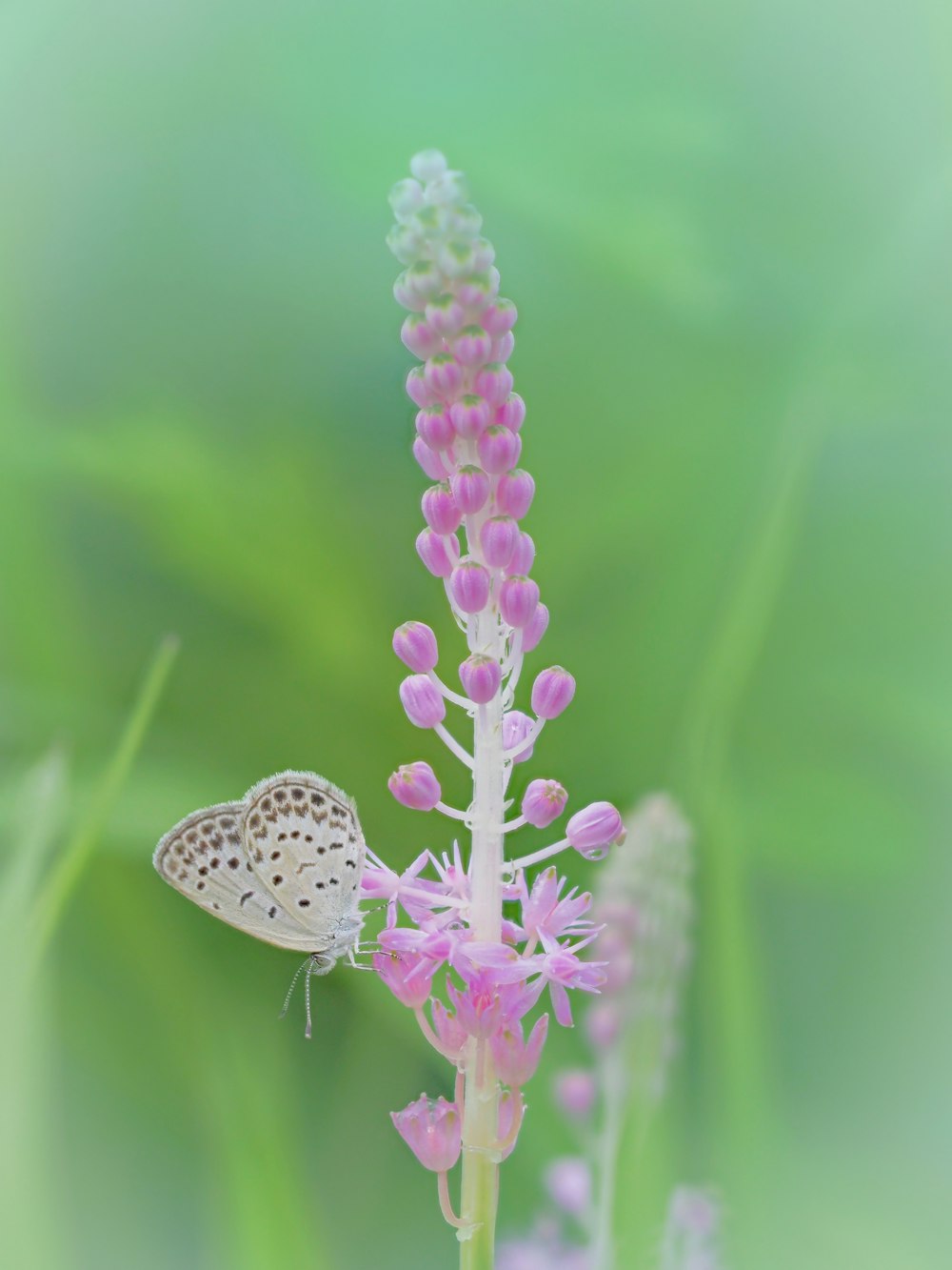 una mariposa en una flor