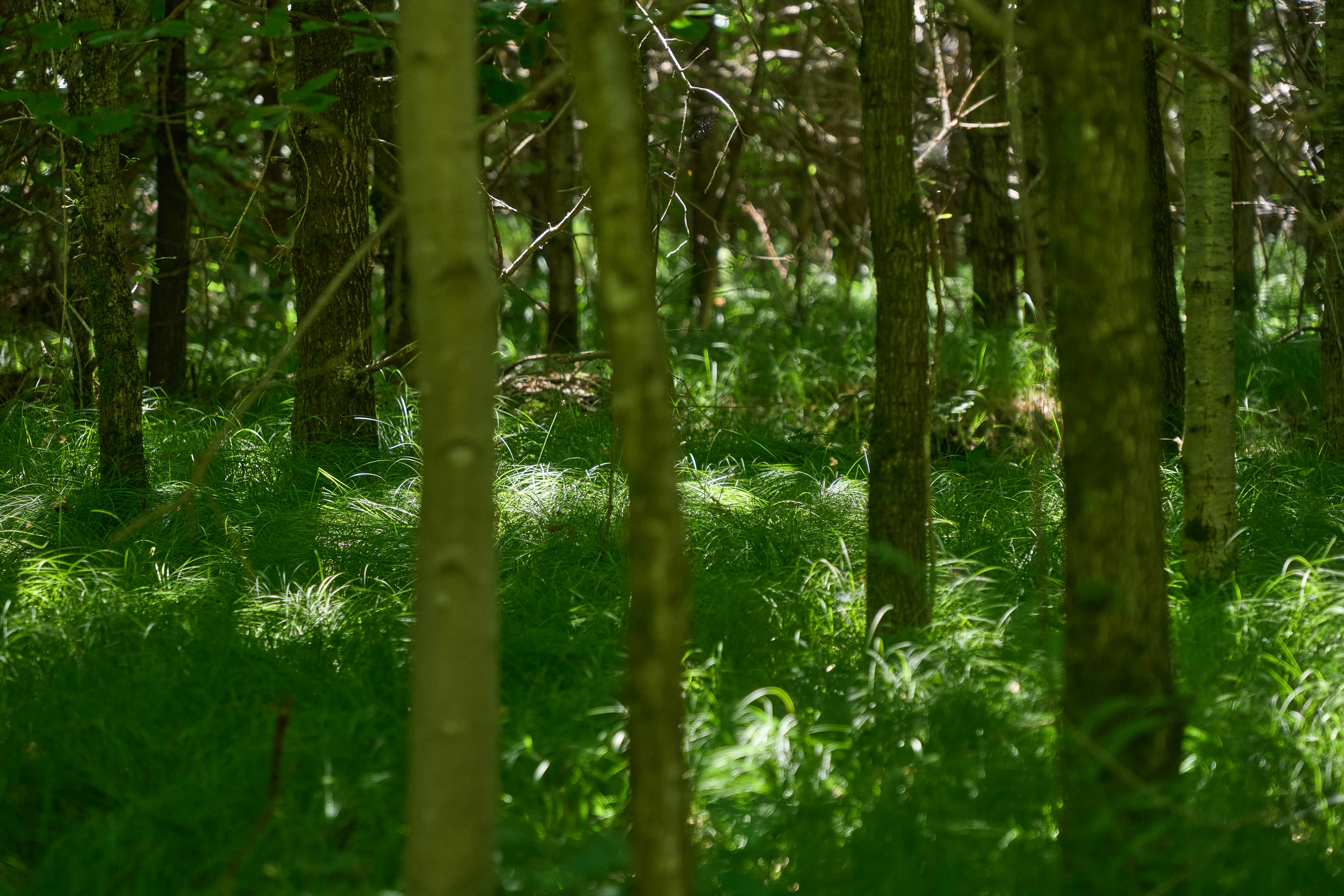 Photo by wolfgang_hasselmann