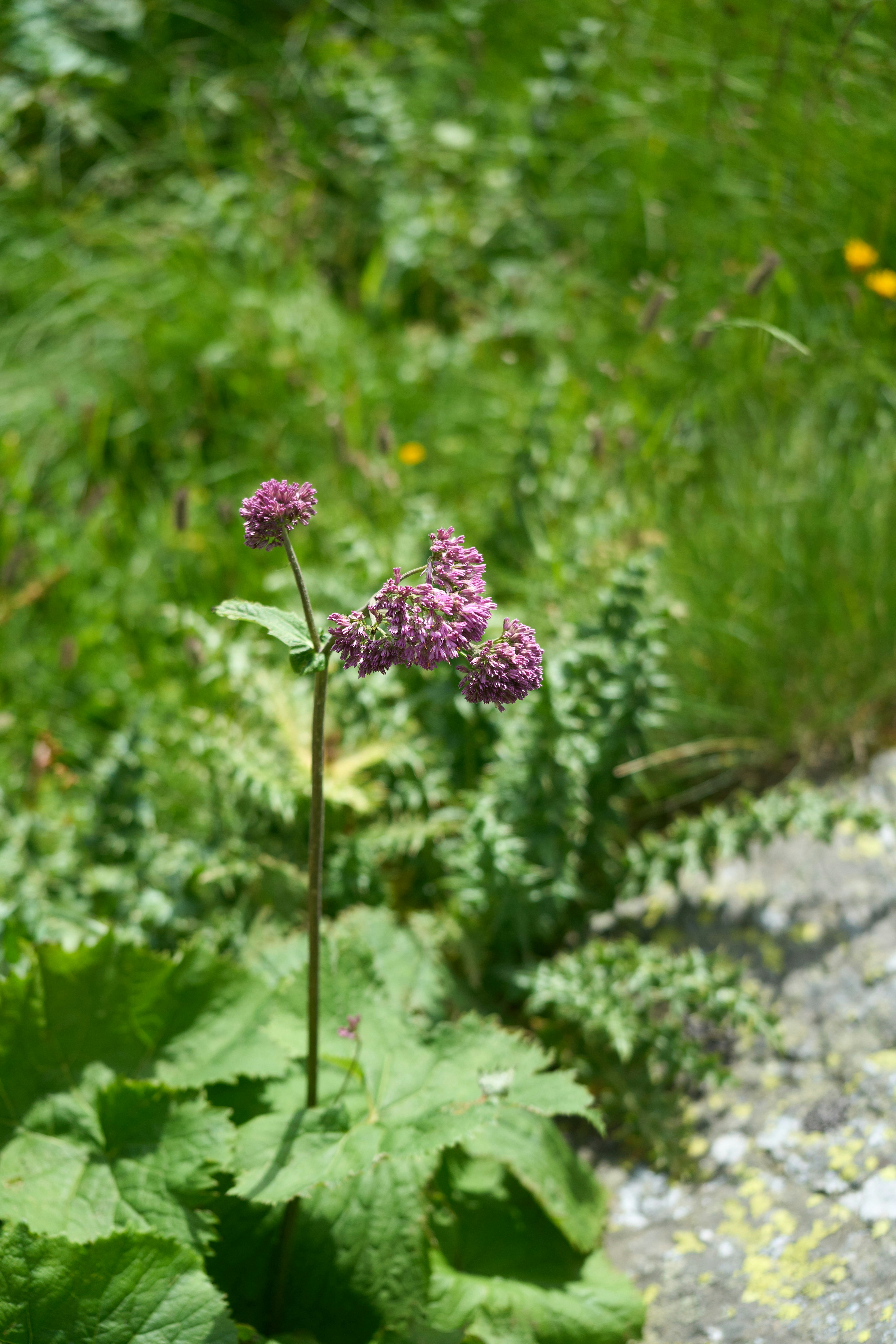 Photo by wolfgang_hasselmann