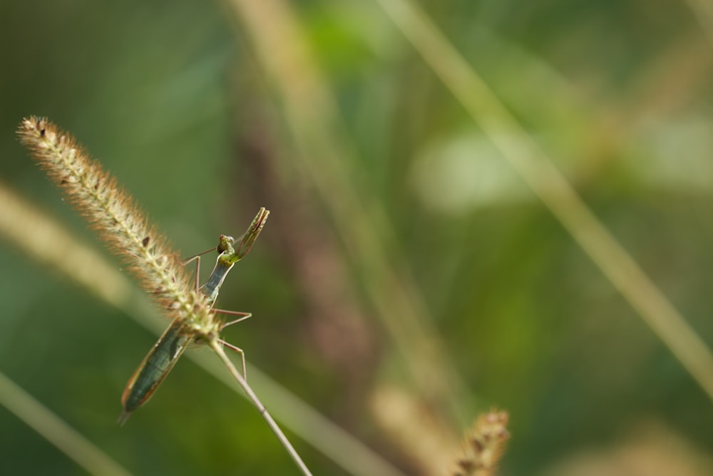 a bug on a plant