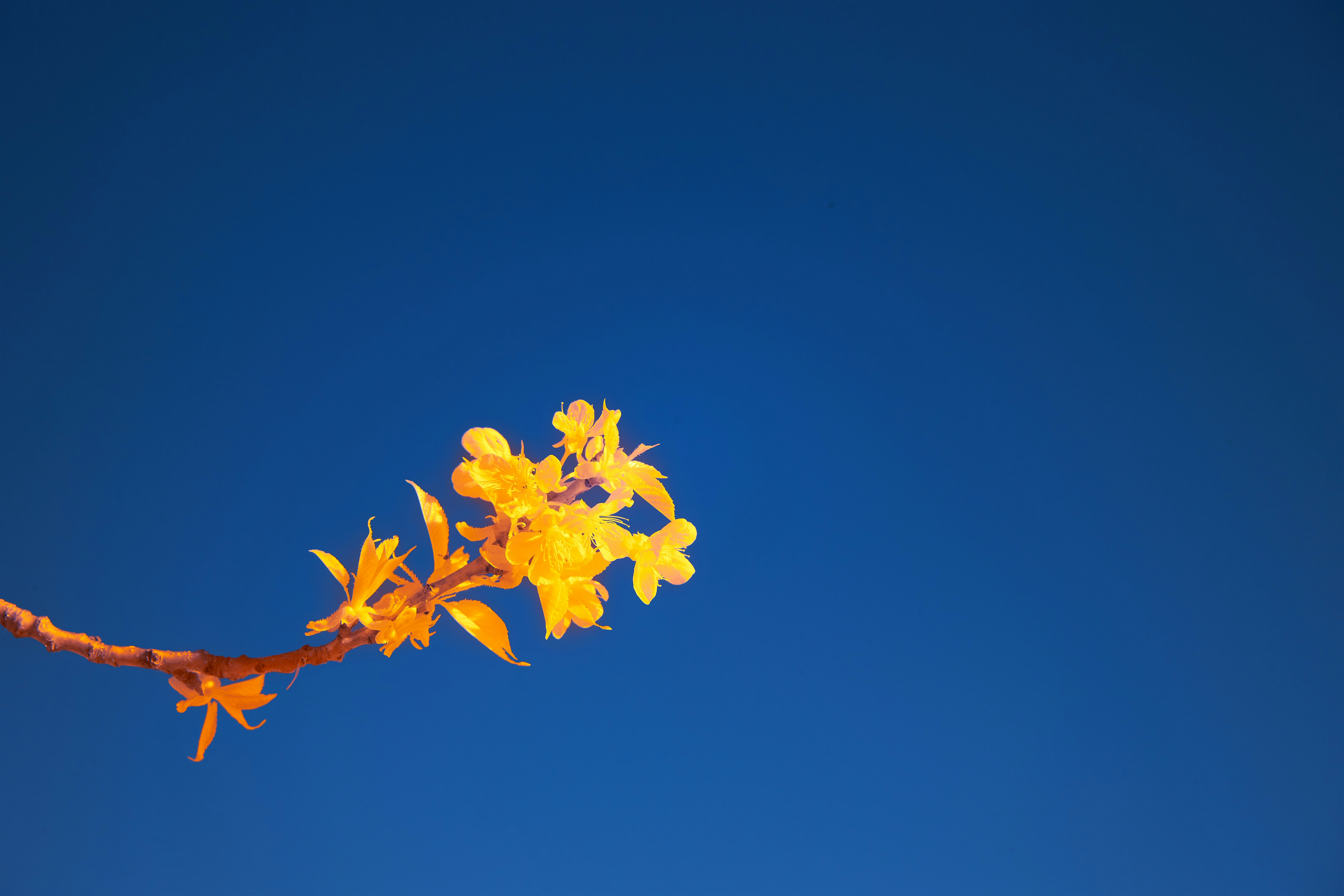 Photo by wolfgang_hasselmann