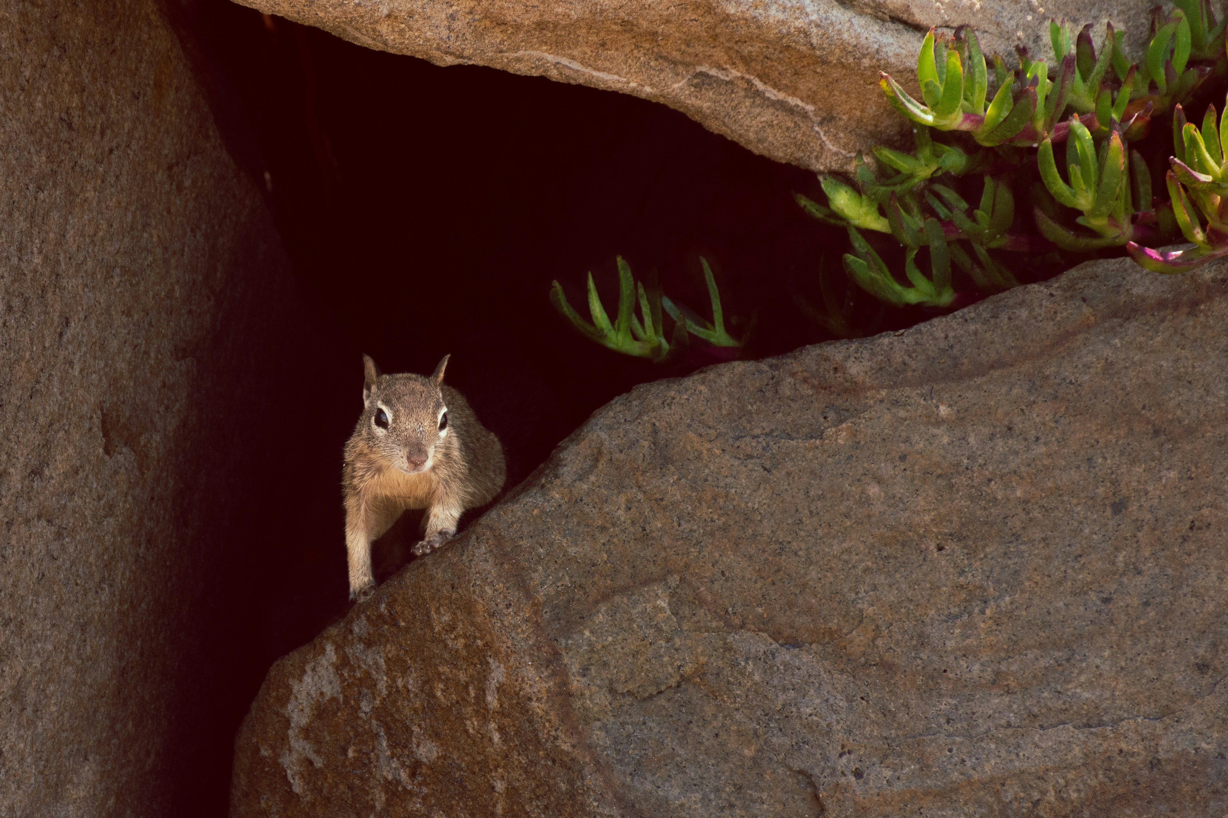 a cat sitting on a rock